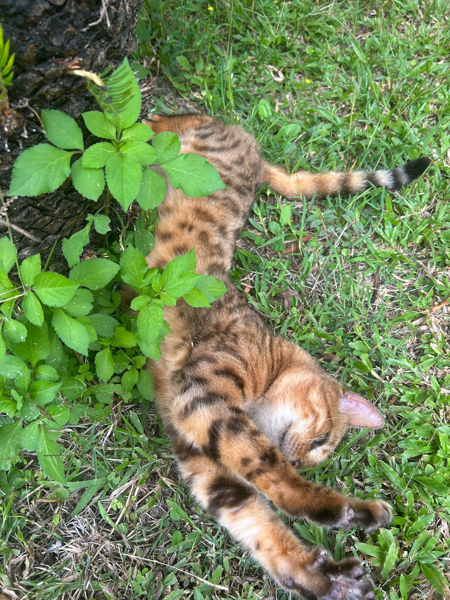 Animal / Kid Session